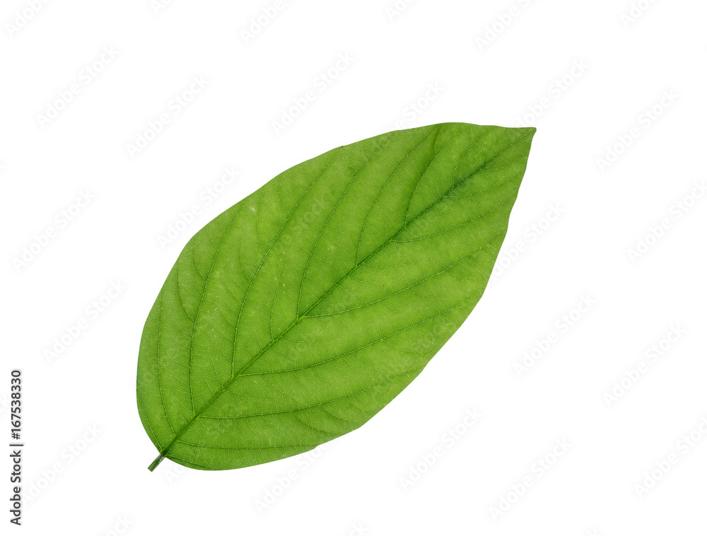 绿色叶子隔离在白色背景上，文件包含一个剪辑路径。