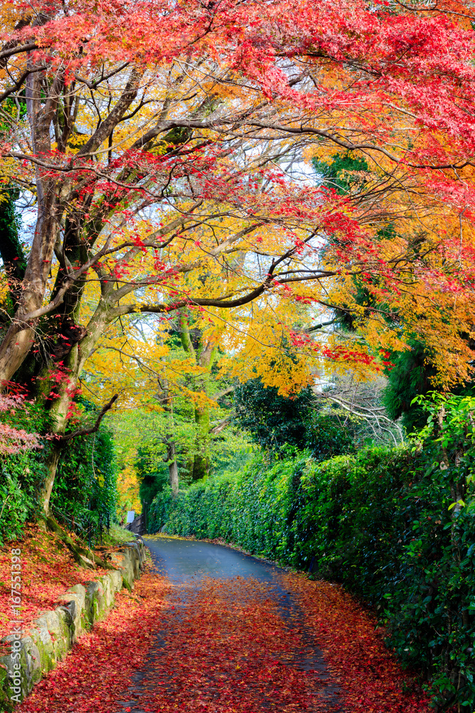 美丽的秋叶在路上，日本京都