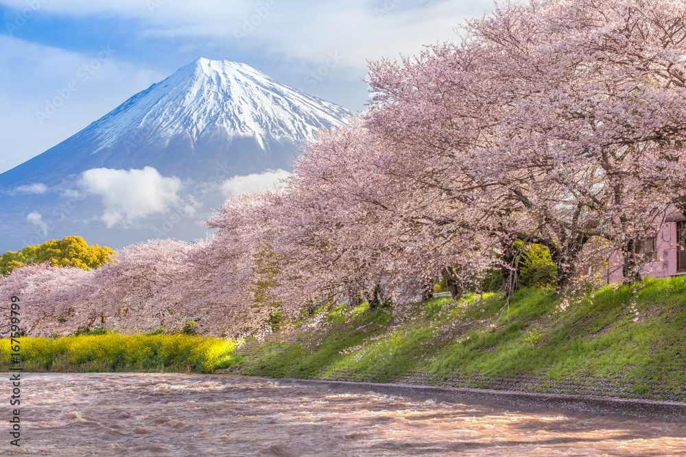 美丽的富士山和樱花在日本春季盛开。