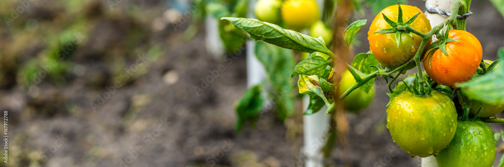 种植番茄，有机农业全景