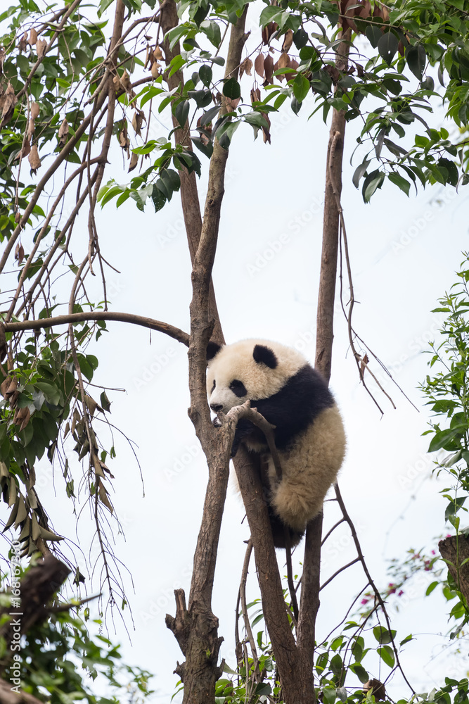 熊猫宝宝在爬树。