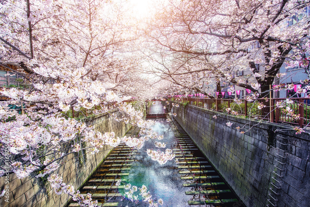樱花在日本东京的梅古罗运河旁。日本东京四月的春天。