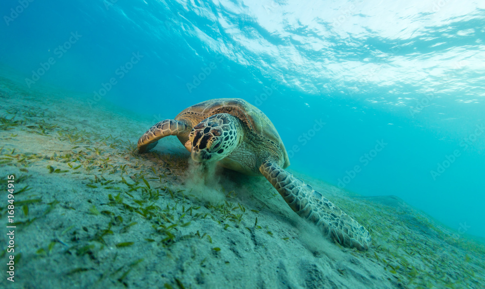 吃沙底海草的霍克斯比龟