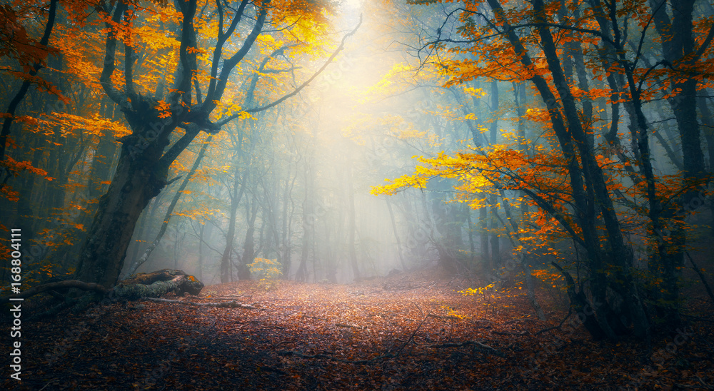 雾中的童话森林。秋天的树林。清晨雾中迷人的秋天的森林。老树。风景