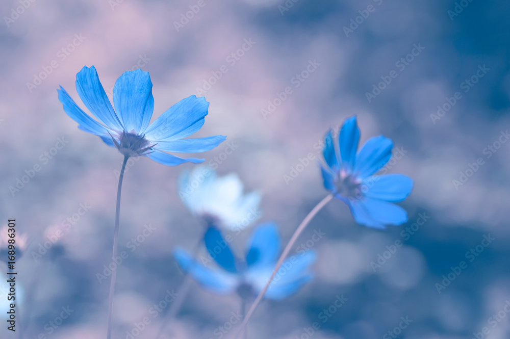 蓝色花朵，在美丽的背景上具有细腻的色调。柔和的选择性聚焦。