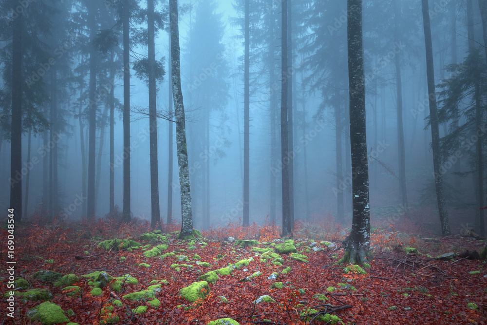 秋季雾蒙蒙的彩色树林景观，地面上长满苔藓的岩石。