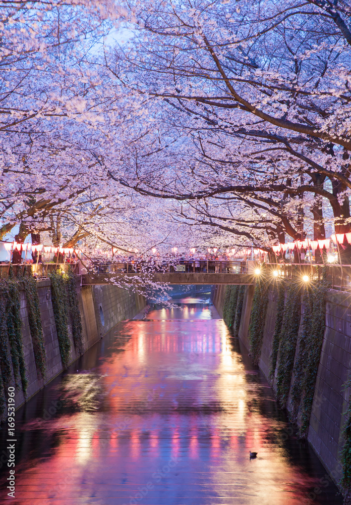东京中目黑点亮的东京樱花