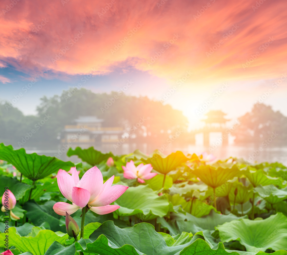 杭州西湖荷花盛开，中国亭建筑景观，中国