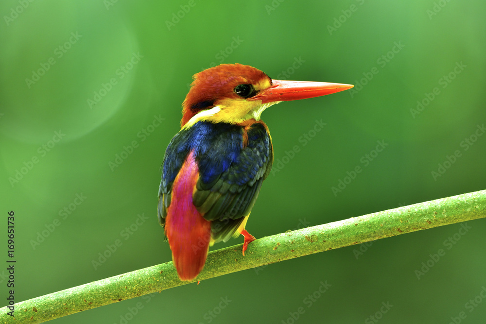 美丽的鸟，东方小矮人或黑背翠鸟，栖息在模糊的绿色博物上的树枝上