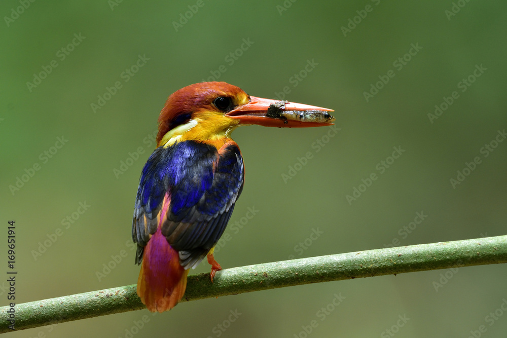 黑背或东方矮翠鸟（Ceyx erithaca）美丽的橙色到红色的深色蓝鸟