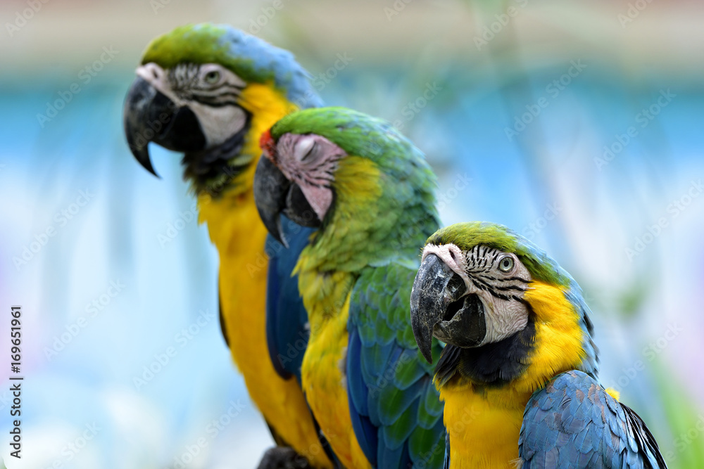 蓝色和金色金刚鹦鹉坐在一起，睡意朦胧的Bufons金刚鹦鹉鹦鹉在狩猎，美丽的na
