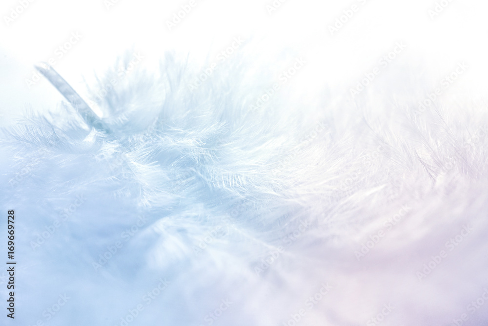 白色背景上蓝色和粉色柔和色调的蓬松羽毛特写，带s