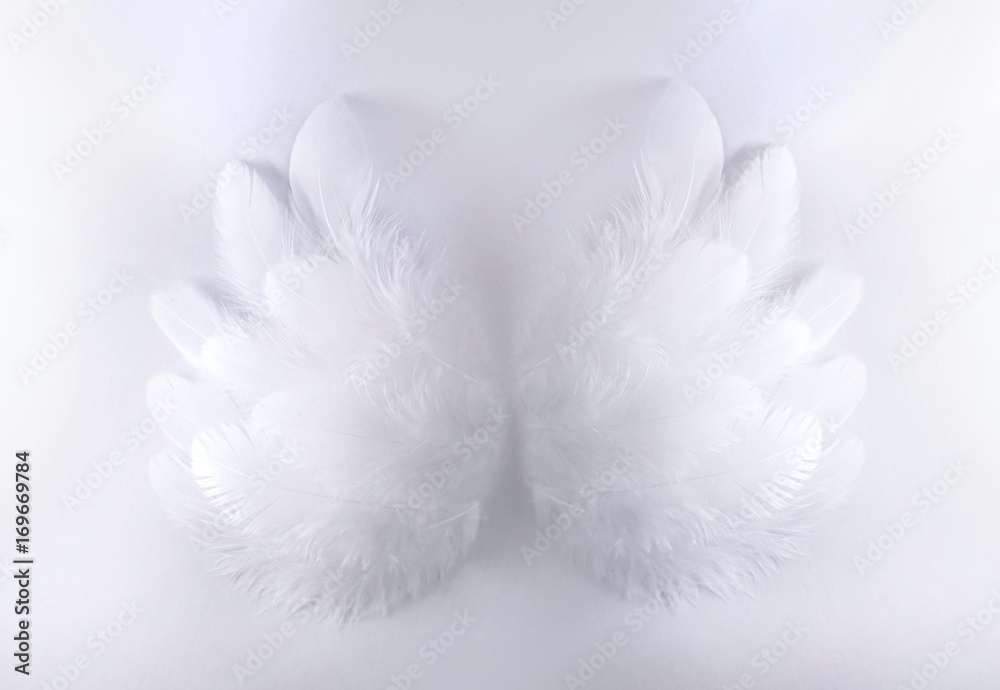 天使的翅膀。一只鸟的两只美丽蓬松的嫩翅膀，白色羽毛，焦点柔软。
