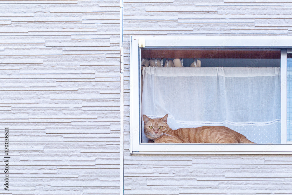 窓から見つめるネコ