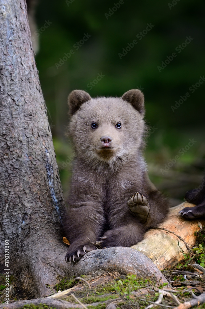 森林里的小棕熊
