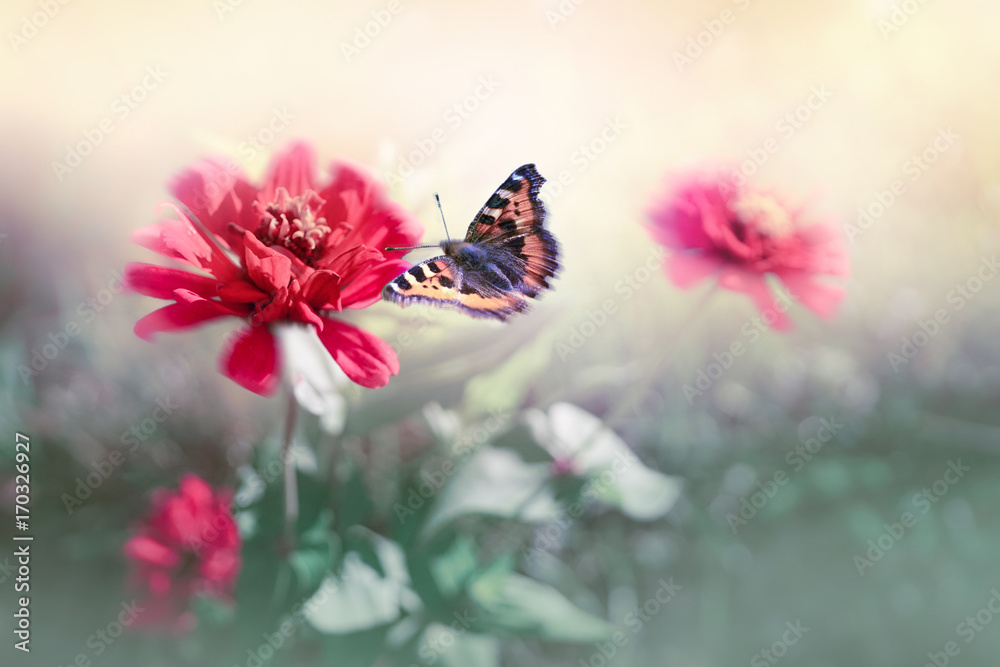 Wallpaper butterfly flutters over pink flowers in nature in open air close-up. Elegant graceful natu