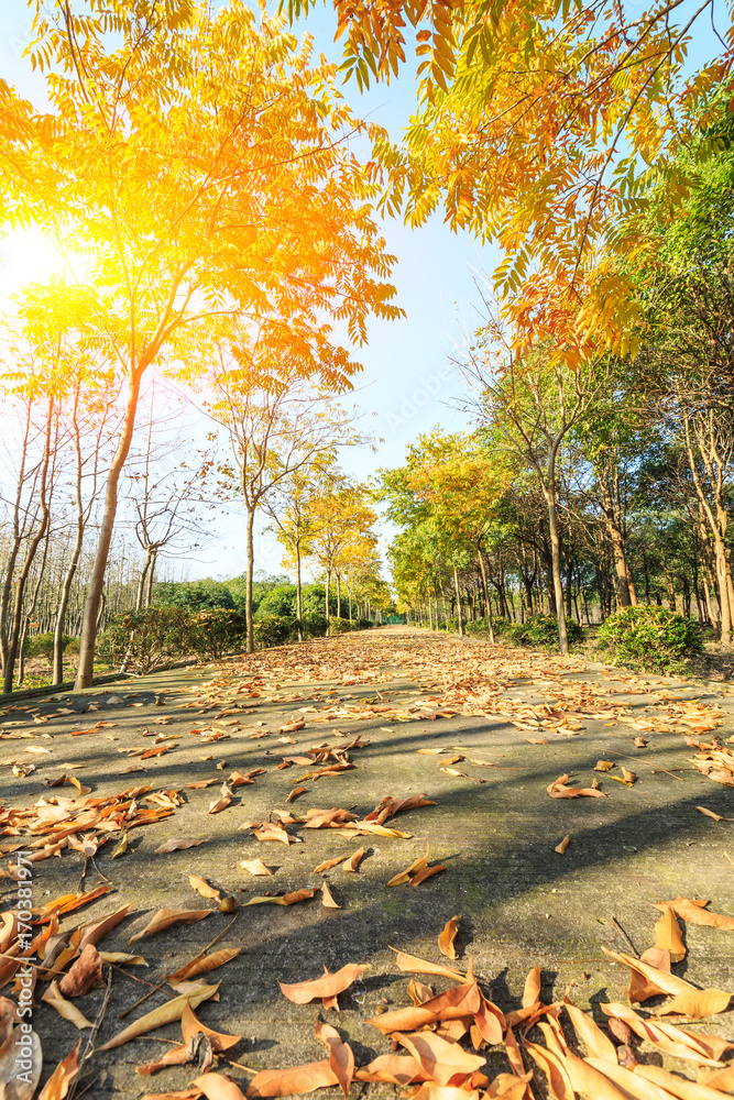 公园里美丽的秋树和秋路