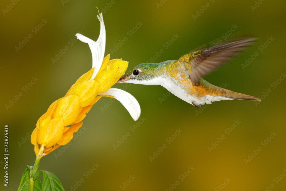 蜂鸟安第斯翡翠，Amazilia franciae，黄色花朵，清澈的绿色背景，哥伦比亚。