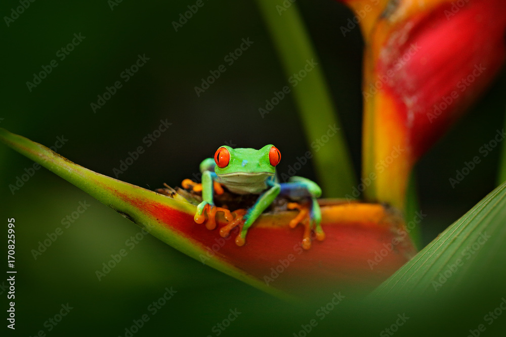 红眼树蛙，Agalychnis callidryas，一种有着大红眼的动物，生活在巴拿马的自然栖息地。