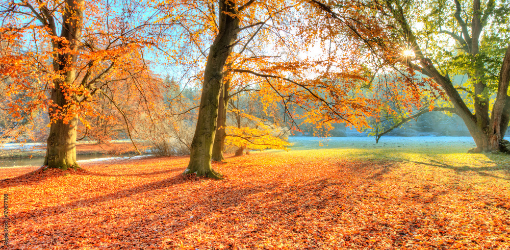 秋天美丽的彩色树木，风景摄影
