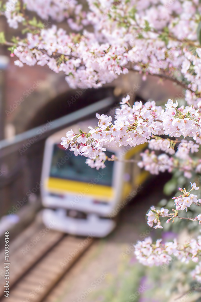 鉄道と満開の桜