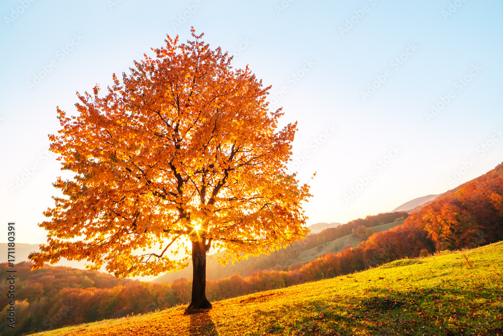 雄伟的山毛榉树，阳光明媚