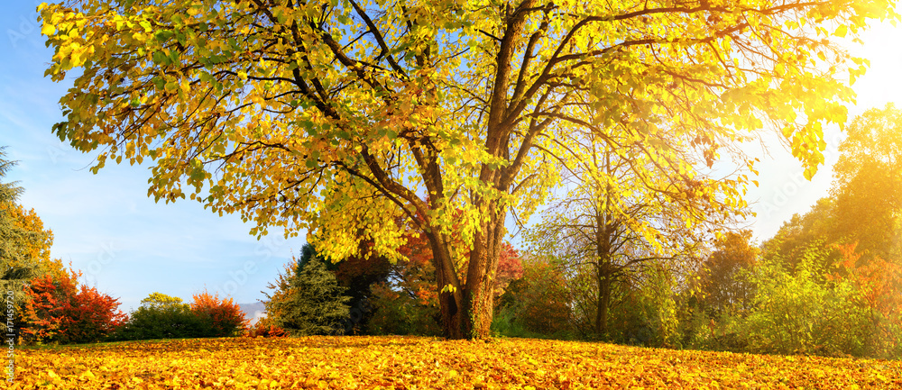 Schöner Baum an einem sonnigen Herbsttag im Panorama Format