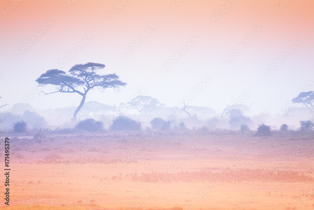 日落在非洲大草原上，树的轮廓
