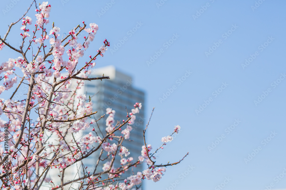 梅の花と高層ビル