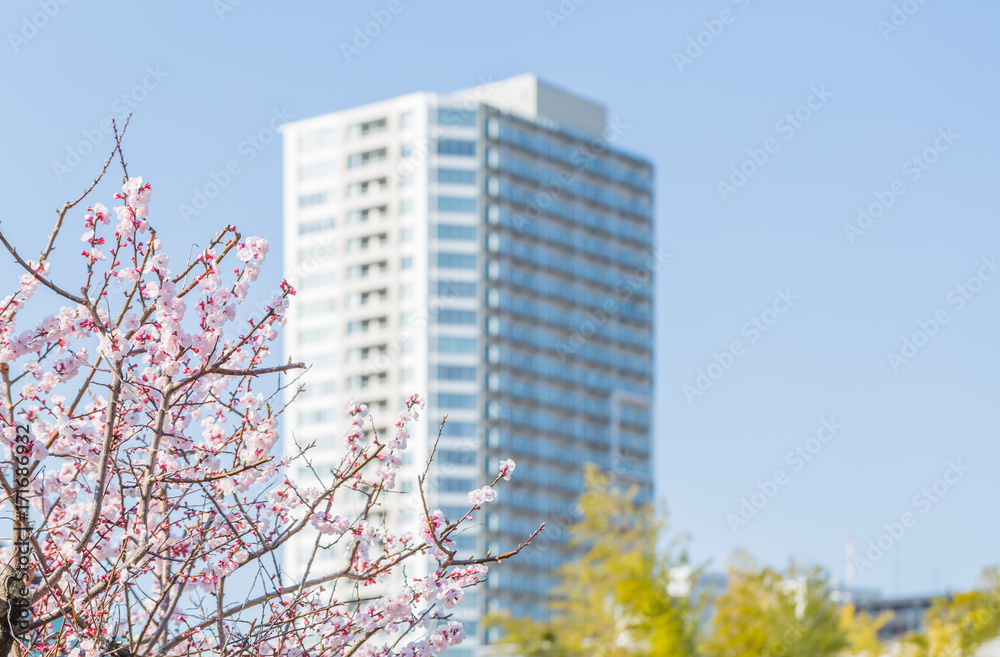 梅の花と高層ビル