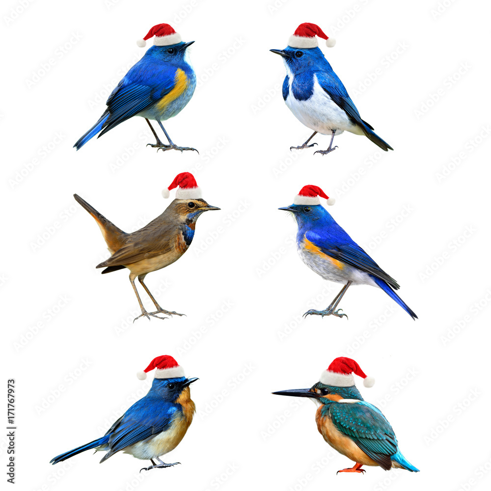美丽的小鸟戴着圣诞老人的红帽子在圣诞季节问候，快乐的小鸟被隔离
