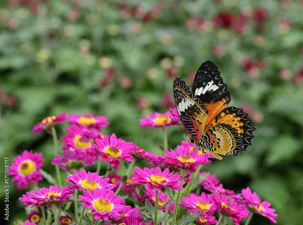 美丽的飞行蝴蝶，豹纹蝴蝶，栖息在一束粉红色的三角梅（Speeta）上