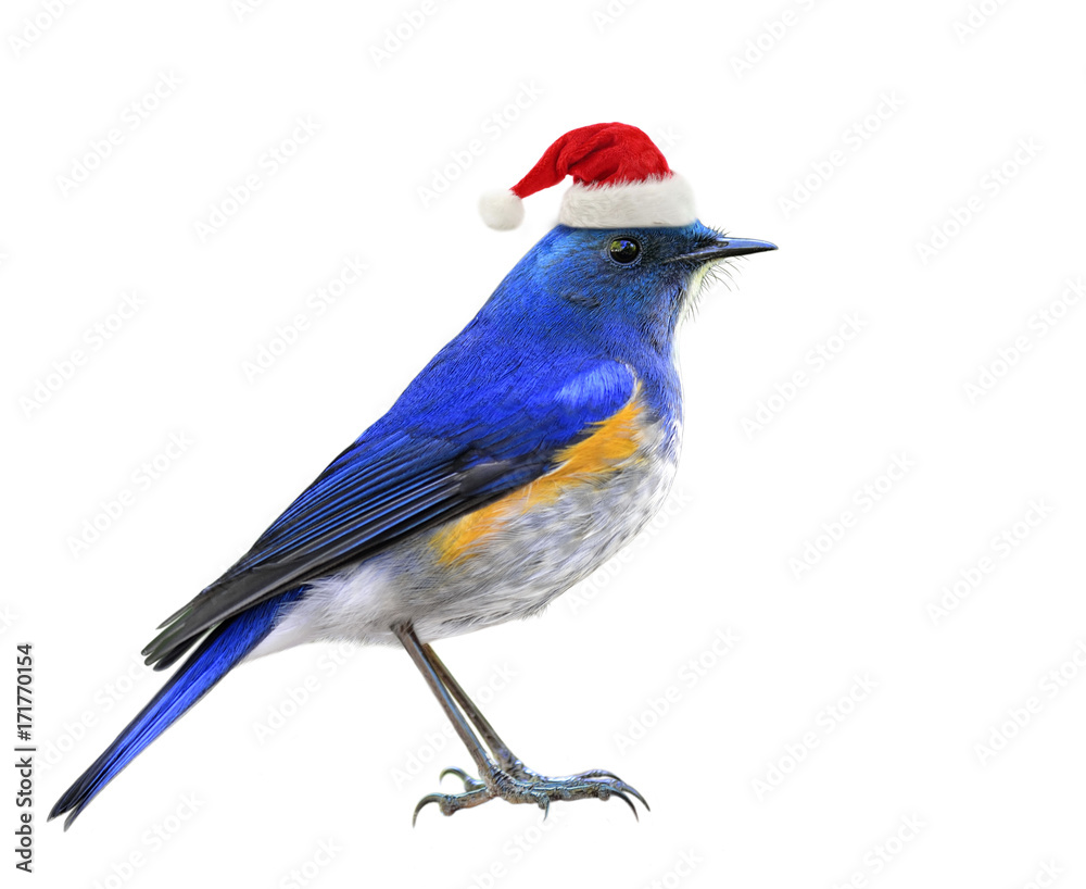 Blue bird wearing Santa Claus red hat for Christmas season greeting, happy bird isolated on white ba