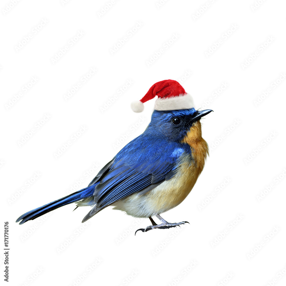 Blue bird wearing Santa Claus red hat on Christmas season greeting, happy bird isolated on white bac