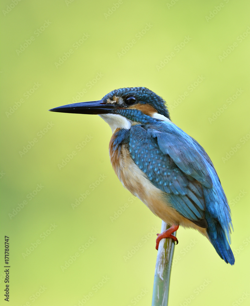 普通翠鸟（Alcedo atthis）可爱的蓝鸟栖息在为phot设置的竹签上
