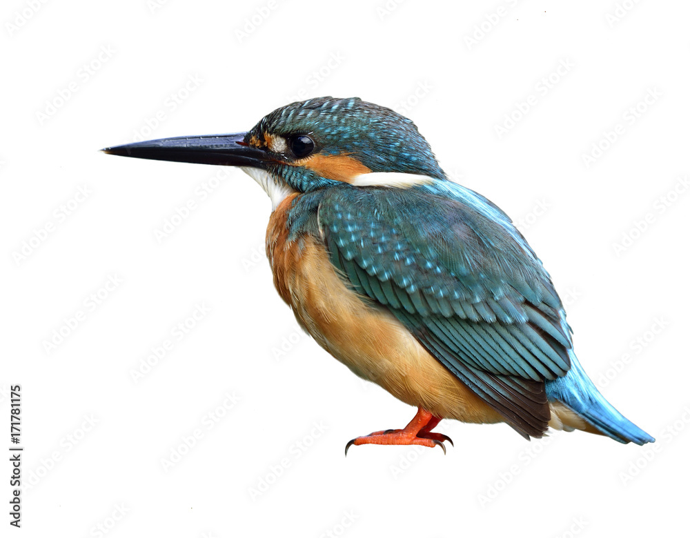 普通翠鸟（Alcedo atthis），一种绿色和绿松石蓝色的鸟，被隔离在白色背景上。