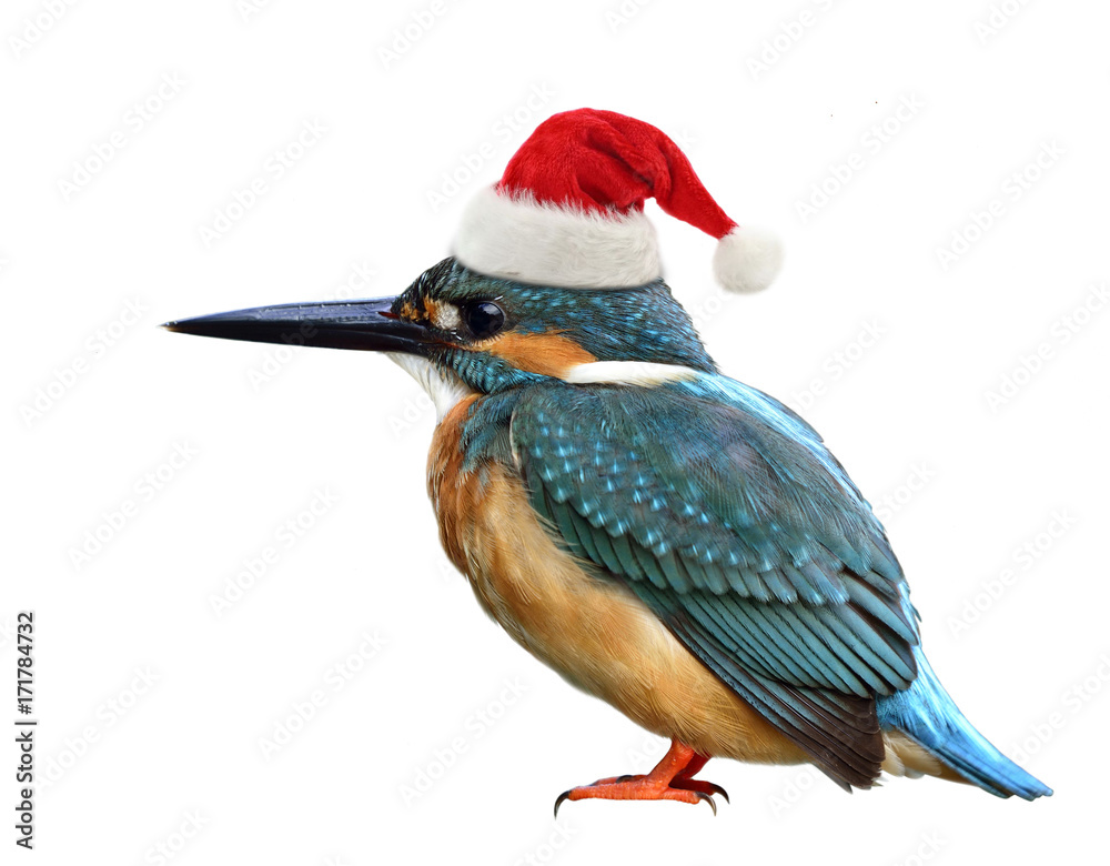 可爱的蓝鸟戴着圣诞老人的红帽子迎接圣诞节，快乐的鸟被隔离在w上