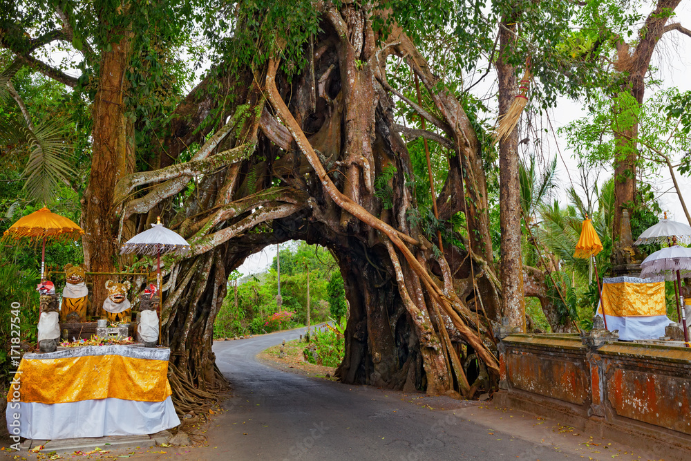 古老的常青榕树前的传统巴厘岛印度教寺庙，道路穿过自然