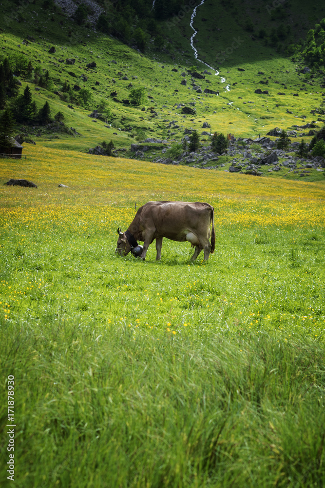 有角的山牛在山牧场吃草的画像