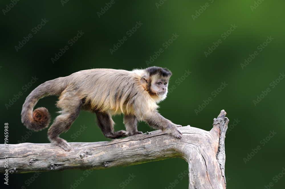卷尾猴，坐在黑暗热带森林树枝上的猴子