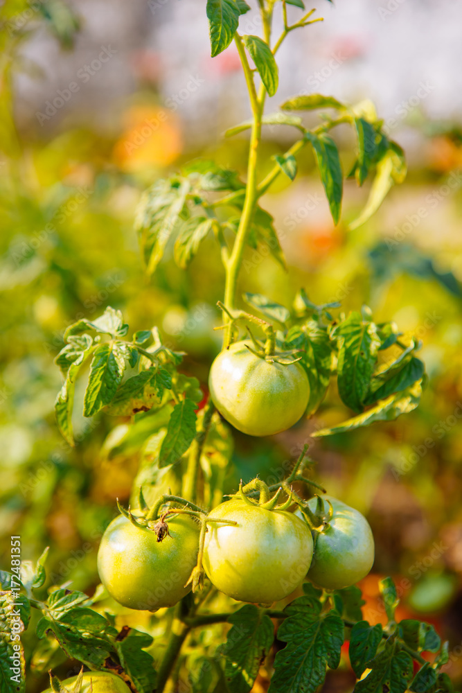 生长在树枝上的绿色番茄。天然花园蔬菜