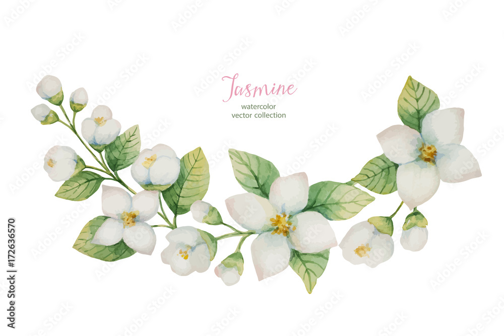 白色背景上隔离的花朵和树枝的水彩矢量花环茉莉。