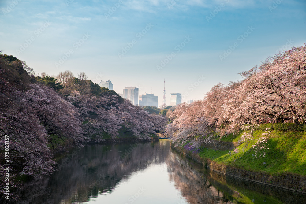 以日本东京的樱花盛开为背景。照片拍摄于日本东京千户院