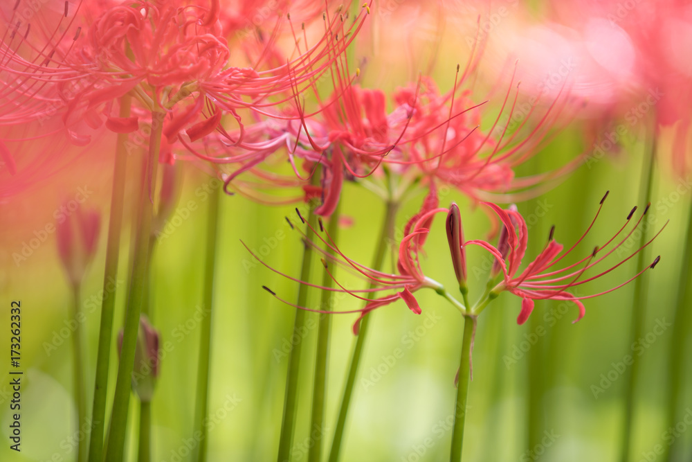 Close - up Red spider lily in autumn