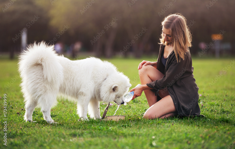 萨摩耶犬在公园避暑期间喝水