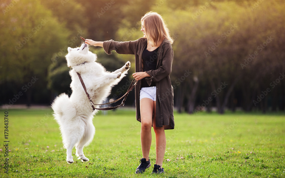 漂亮女孩在户外散步时与萨摩耶狗玩耍
