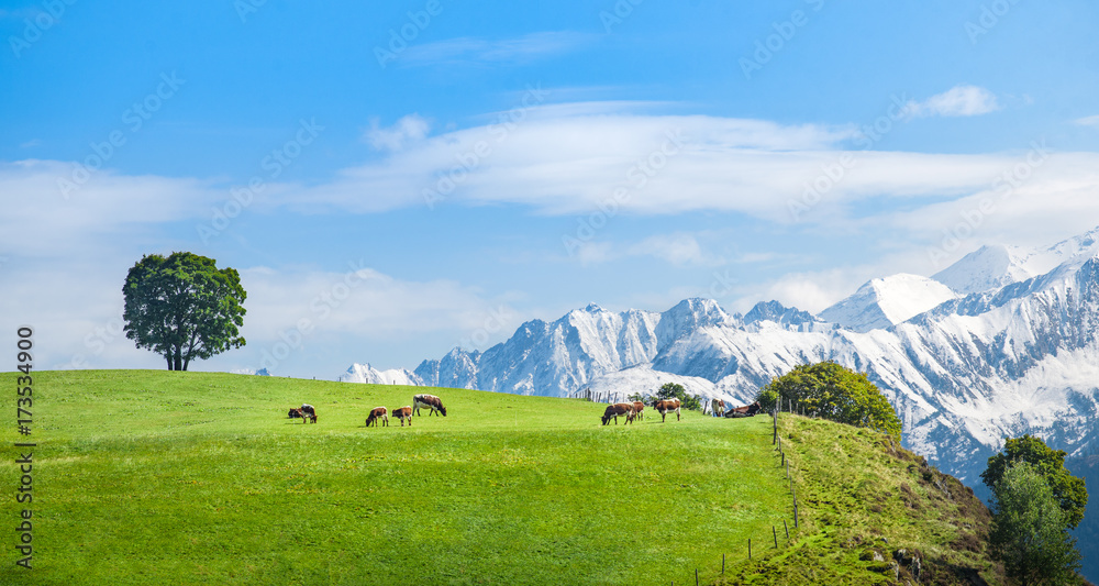 田园般的高山风光，奶牛在草地上吃草，萨尔茨堡，平茨高