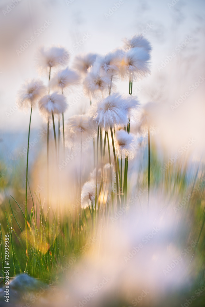 落日余晖中风中棉花草的娇艳花朵。