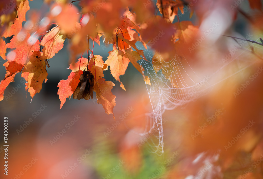秋叶和薄纱在风中模糊了明亮的背景。