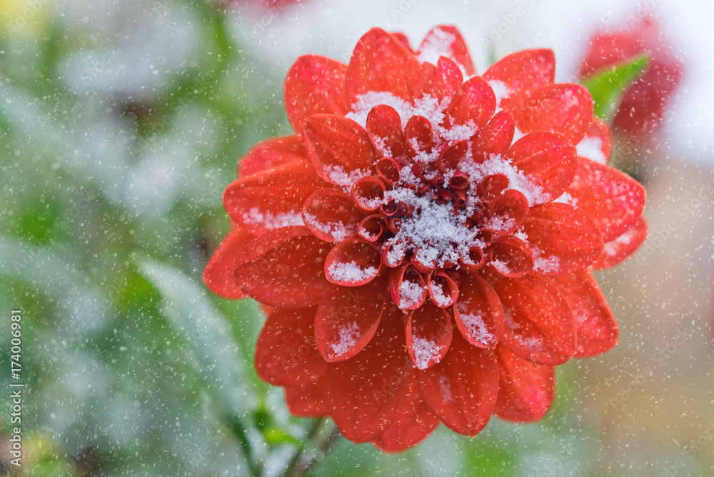 鲜红色的大丽花洒下了第一场雪。